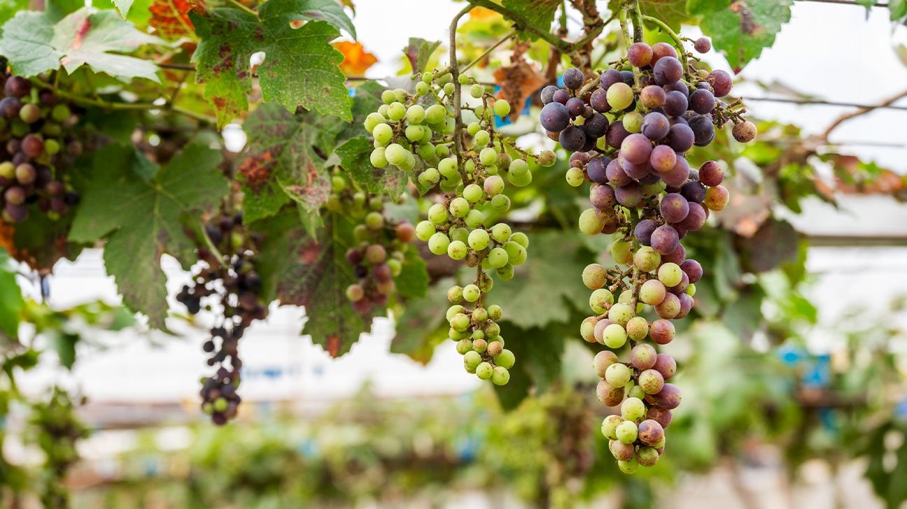 Unripe grapes on a vine in the garden.