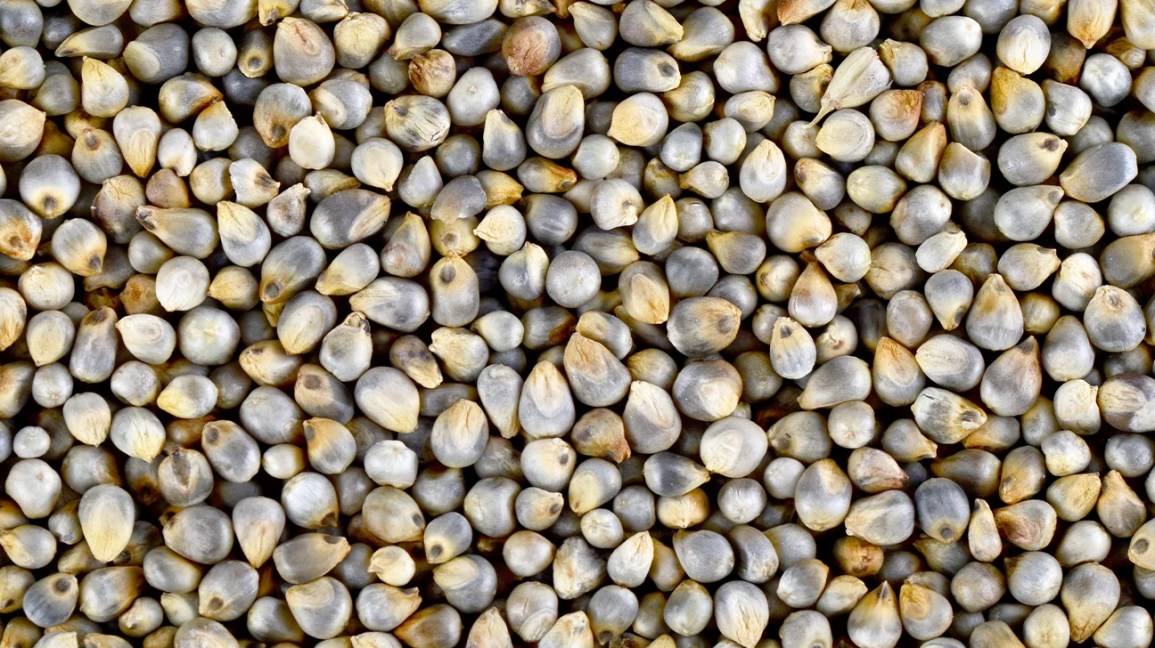 Bajra pearl millet grain